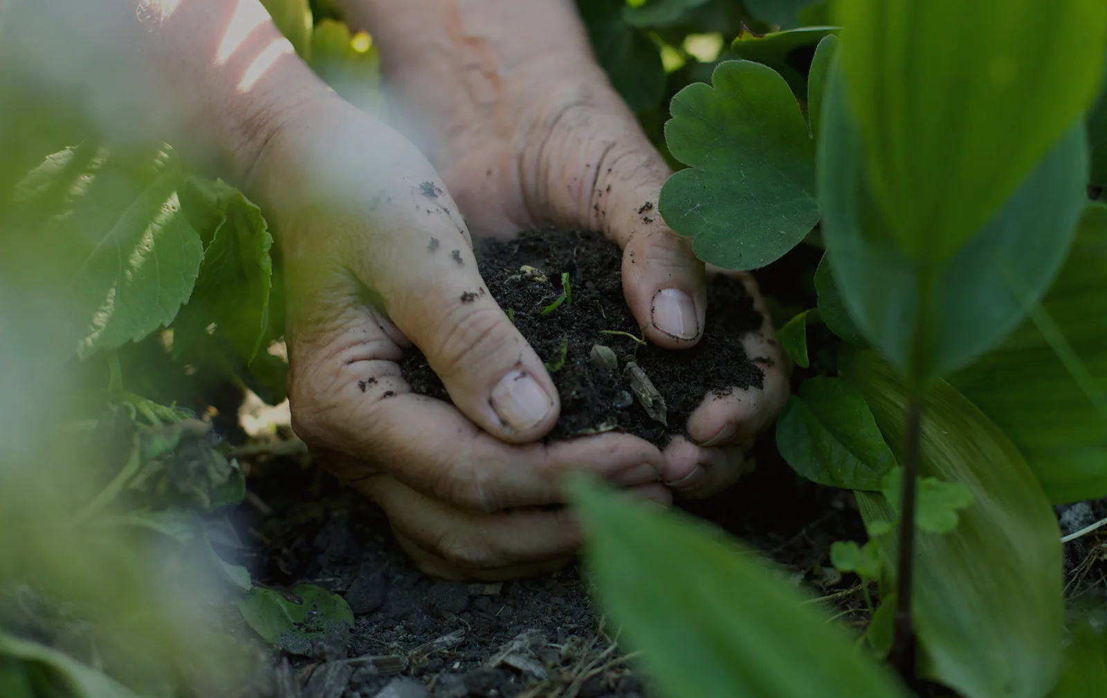 Hands planting a young plant in dark garden soil
