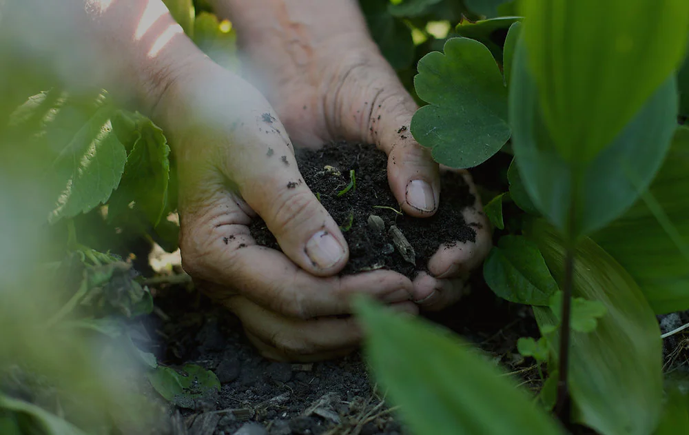 Hands planting a young plant in dark garden soil