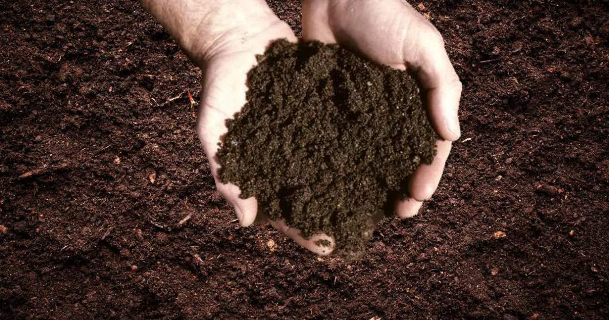 Hands holding rich dark topsoil