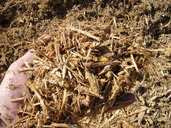 Hand holding natural wood mulch chips