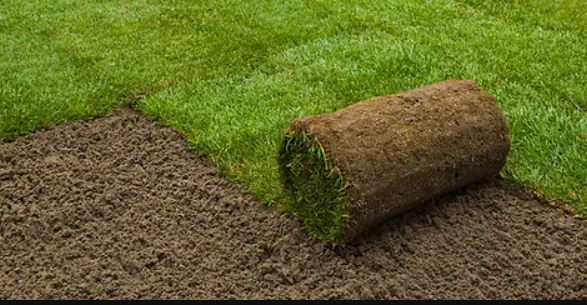 Roll of fresh sod being installed on prepared topsoil