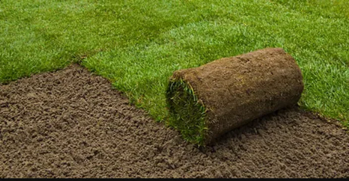 Roll of fresh sod being installed on prepared topsoil