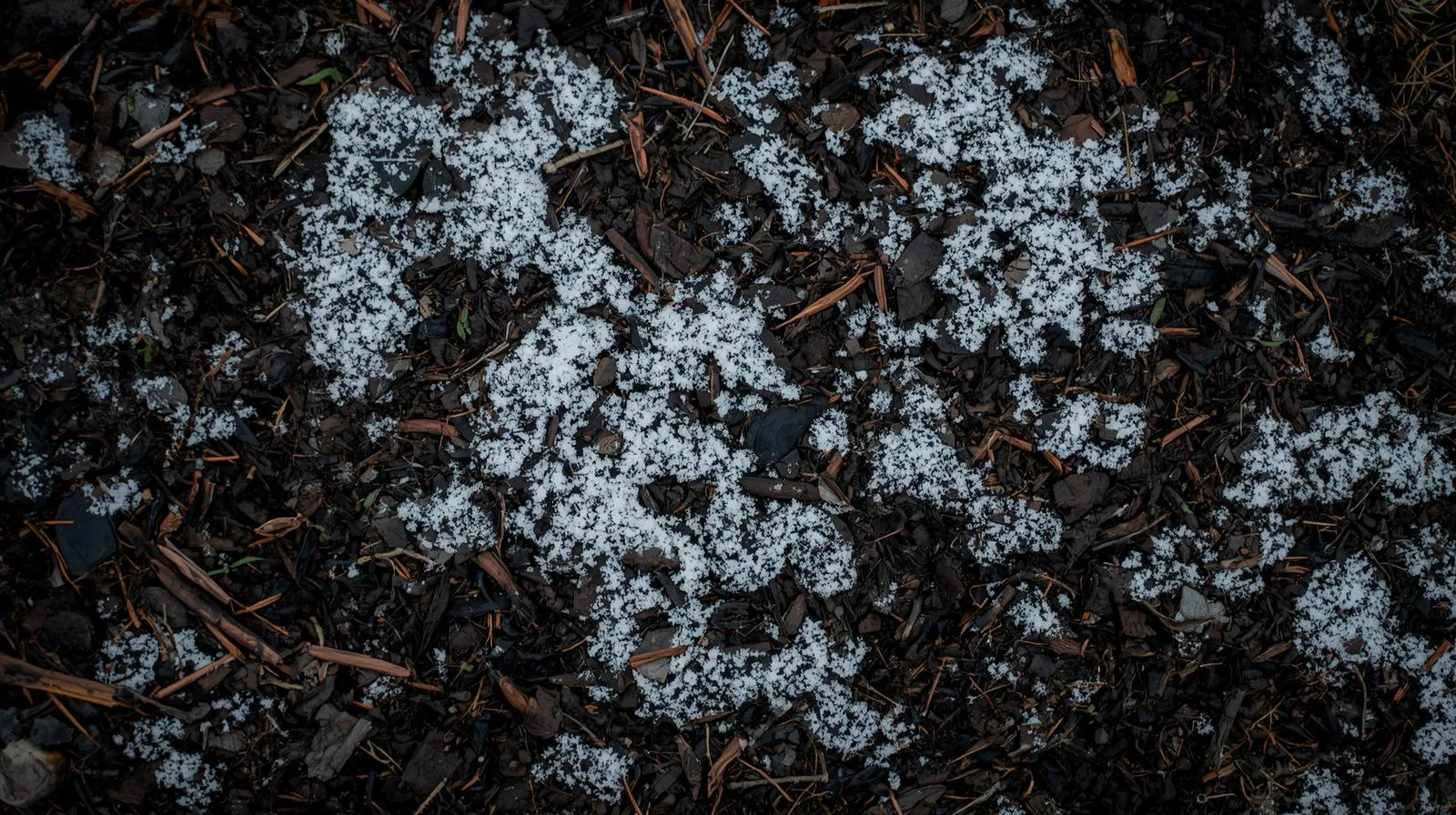 Frost on mulch and soil in a winter garden bed